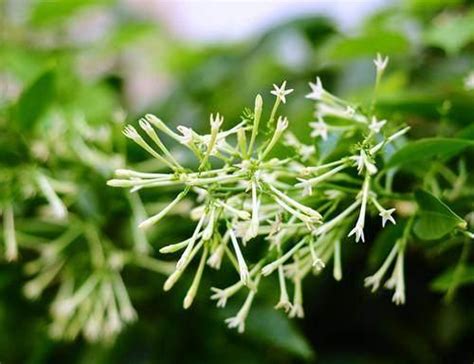 夜來香開花|【夜來香開花期】夜來香開花期大解密：掌握花期奧秘，打造香氣。